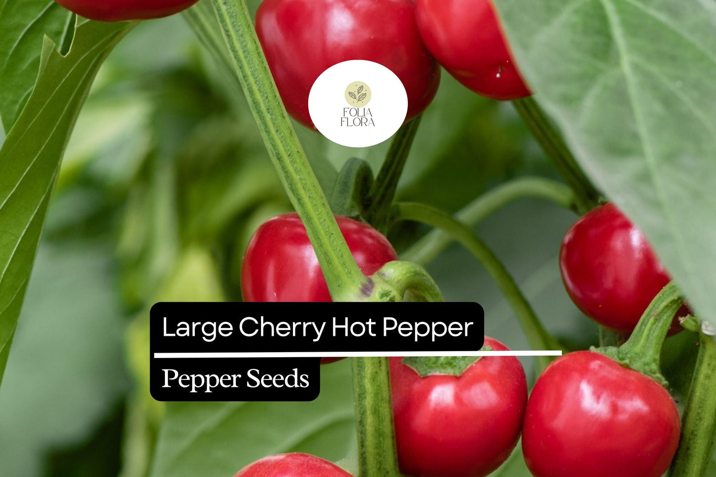 Large Cherry Hot Pepper Seeds | 250mg Non-GMO | Mild Heat, Bright Red, Round | Capsicum annuum