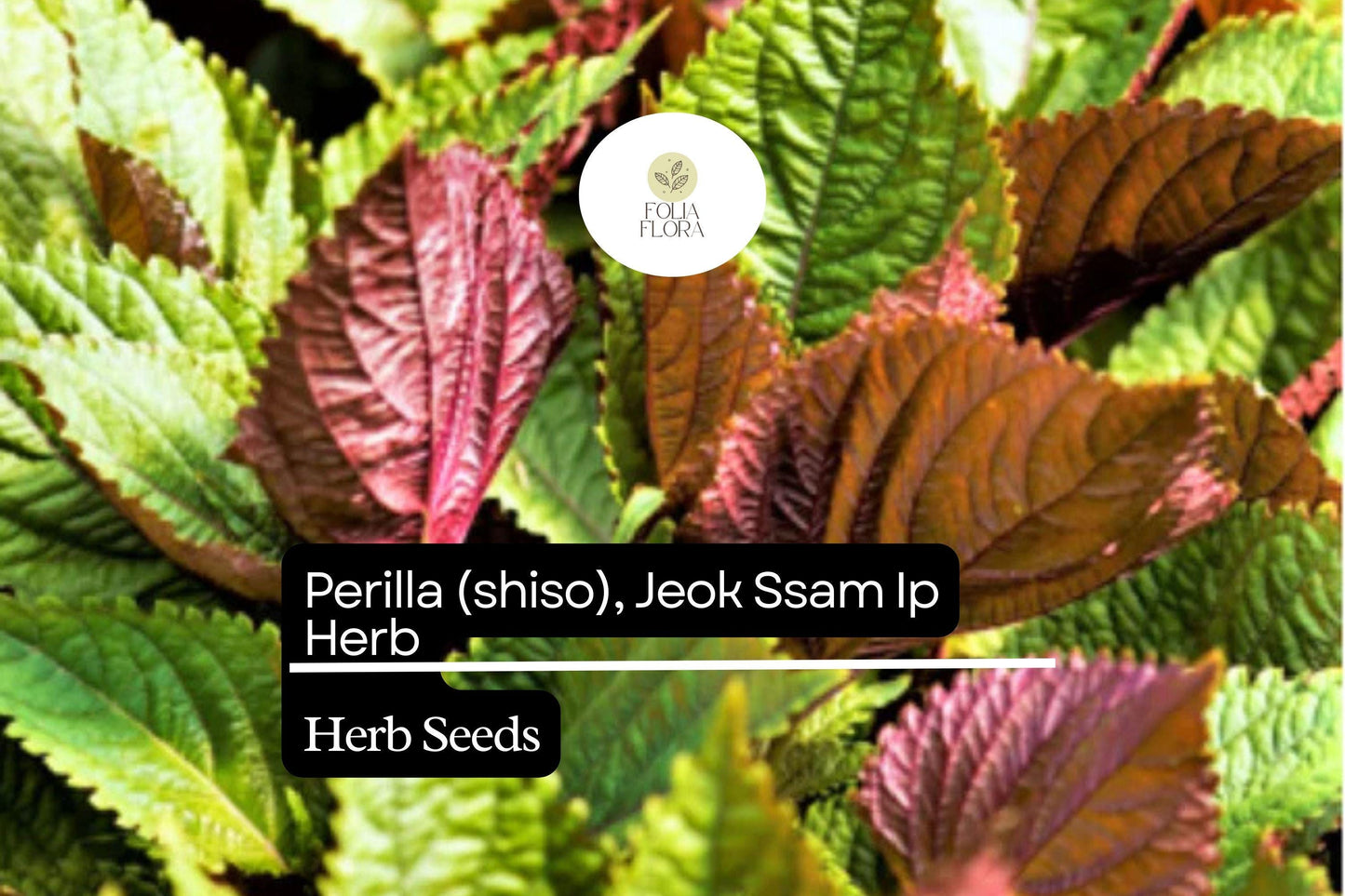 Perilla Shiso Seeds 500mg | Red-Leaf Asian Herb for Korean Wraps | Perilla frutescens | Non-GMO, Aromatic, Easy to Grow