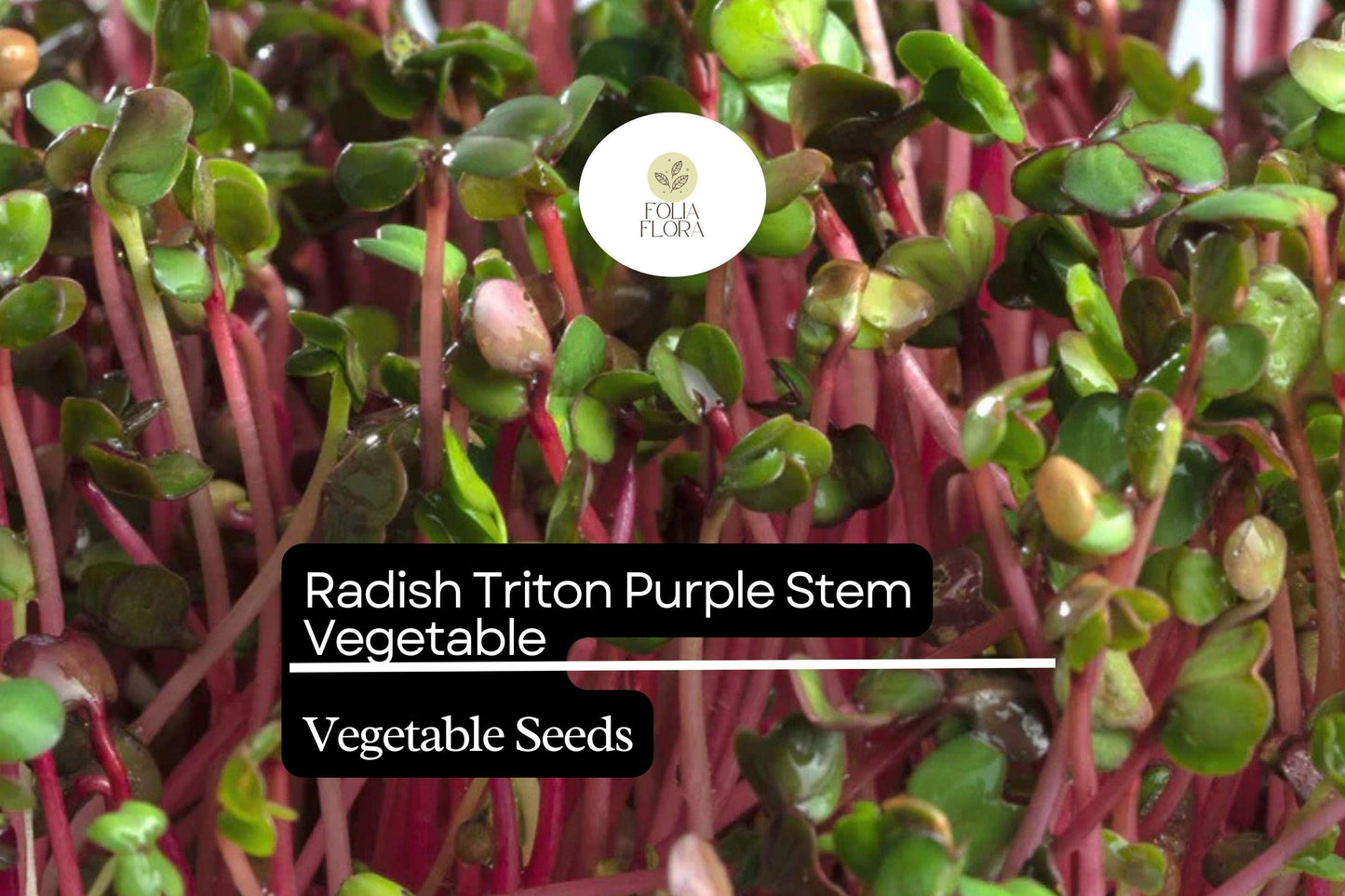 Radish Seeds 1g Triton Purple Stem Non-GMO Edible Pod Raphanus sativus Fast Growing Culinary Vegetable