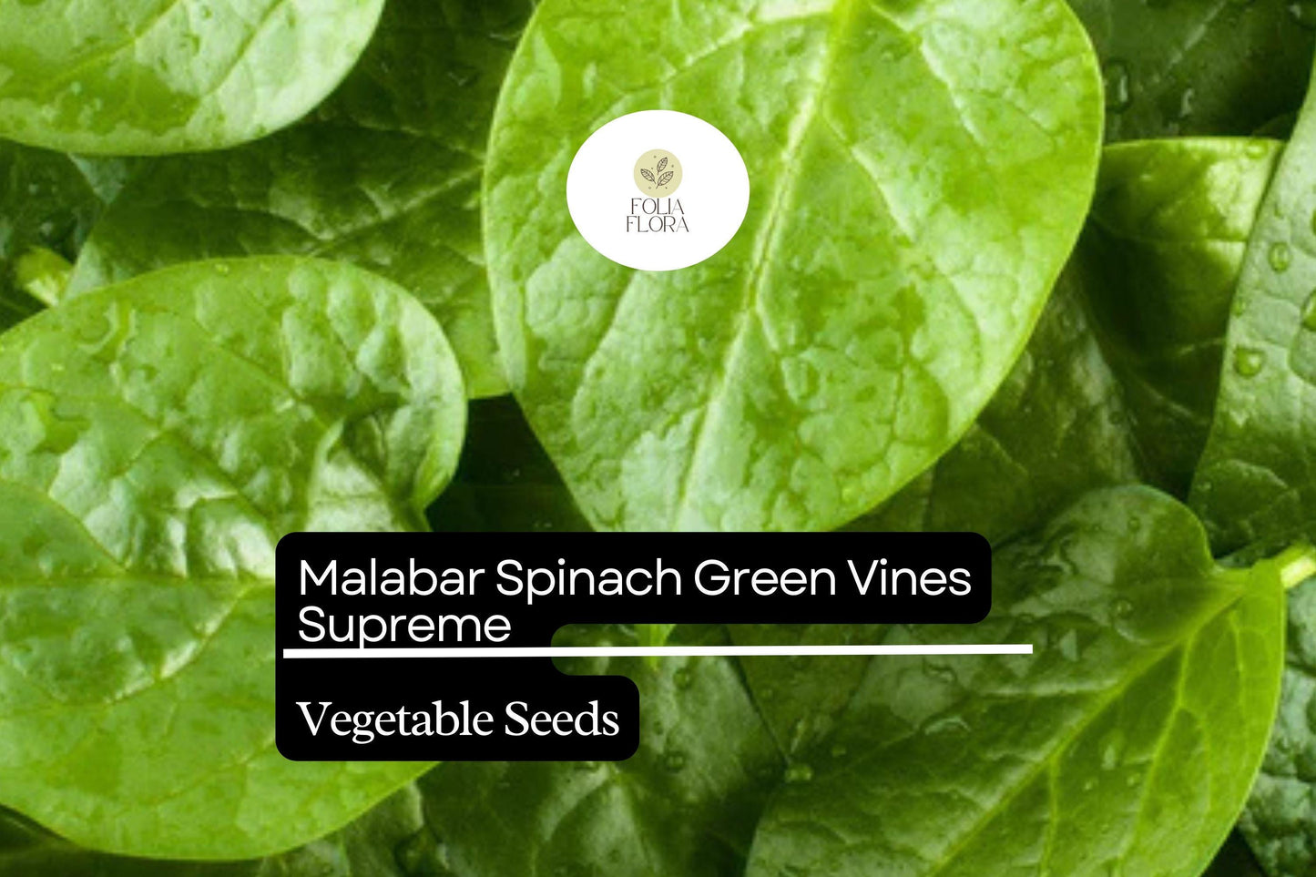 Malabar Spinach Seeds 500mg | Heat-Tolerant Climbing Green Vines | Basella alba | Non-GMO, Fast-Growing, Nutritious Greens
