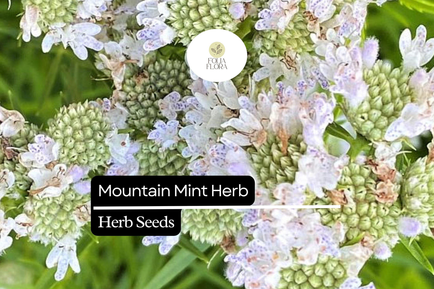 Mountain Mint Herb Seeds 30mg | Aromatic Perennial | Pollinator-Friendly Medicinal Herb | Pycnanthemum spp.