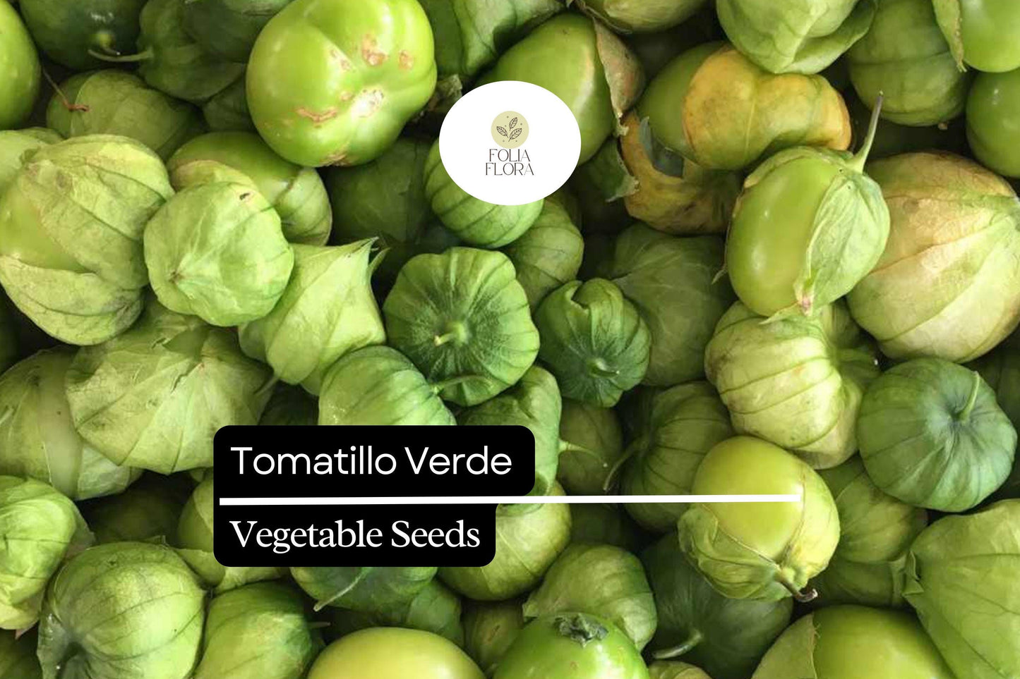 Tomatillo Verde Seeds 100mg | Physalis ixocarpa | Tangy Flavor for Salsa Verde & Mexican Cuisine | Easy to Grow Vegetable