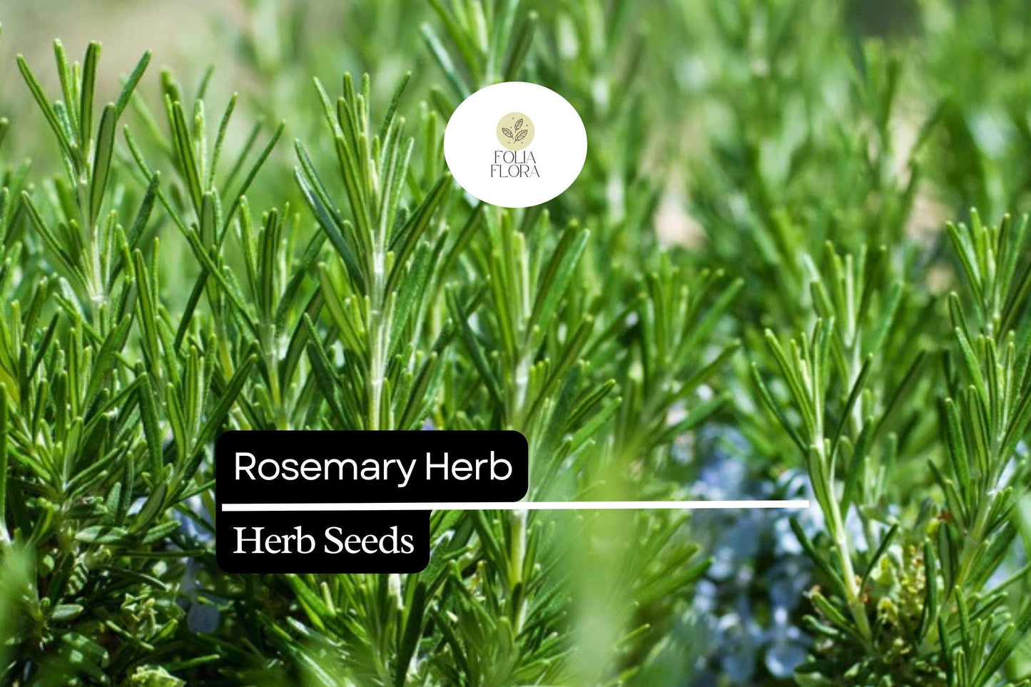 Rosemary Seeds 100mg | Culinary Herb | Fragrant Evergreen | Rosmarinus officinalis | Aromatherapy & Garden Use