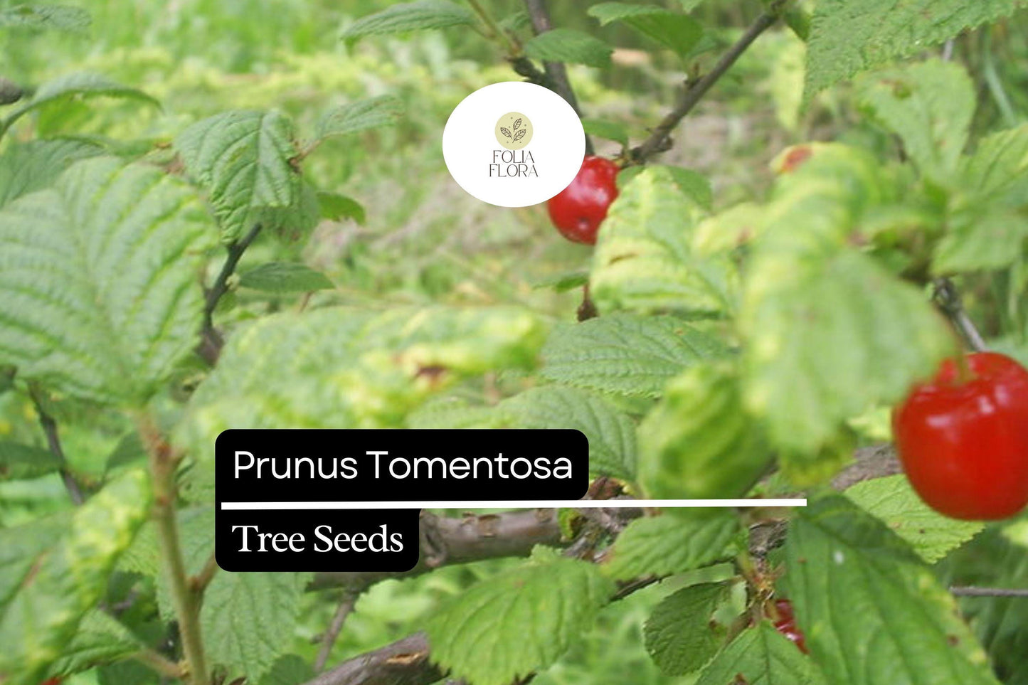 Nanking Cherry Shrub Seeds (10 pcs) - Edible Berries, Ornamental Blooms, Prunus Tomentosa, Cold Hardy, Drought Tolerant
