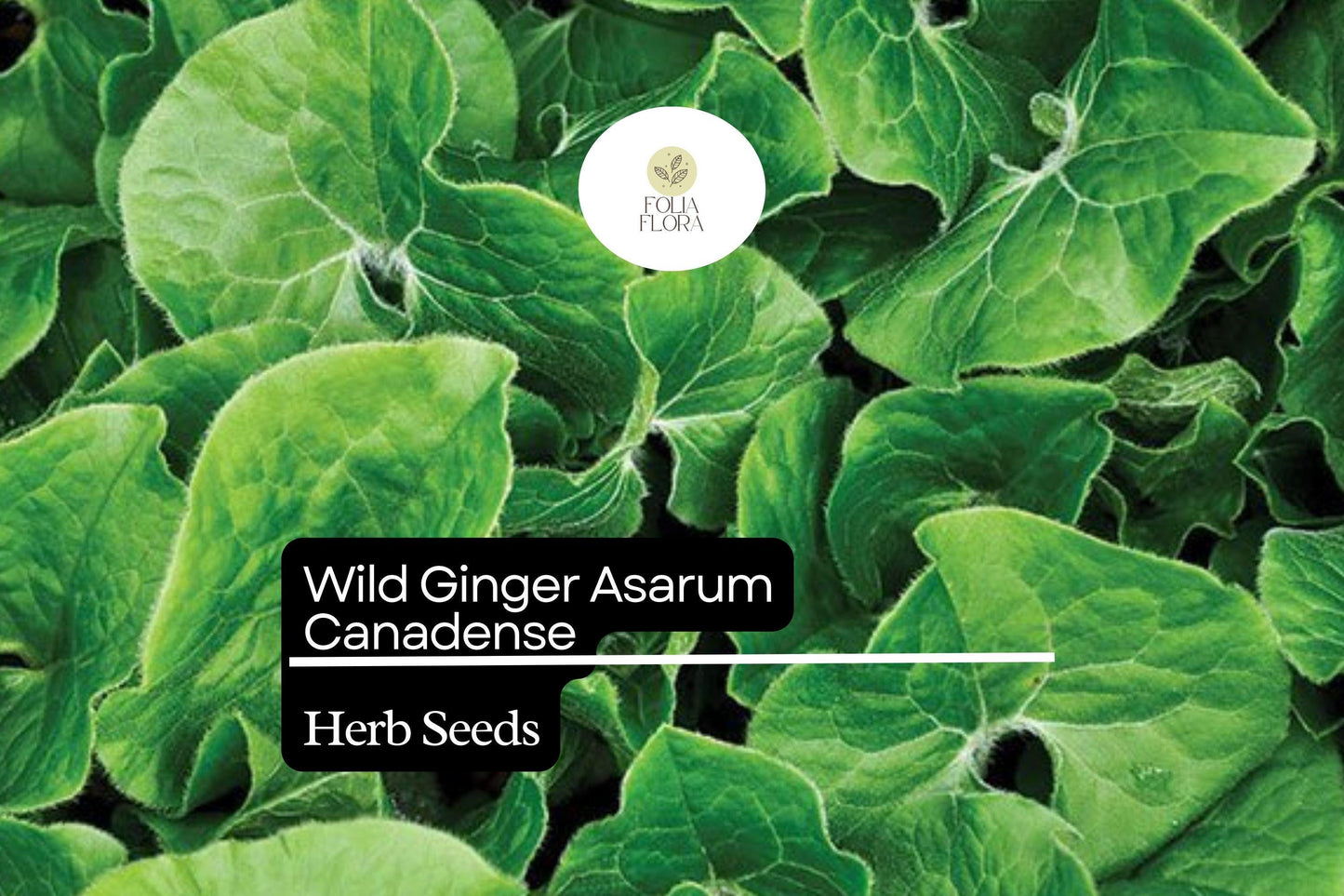 Wild Ginger Seeds 100mg | Asarum canadense | Shade-Loving Groundcover, Pollinator Friendly, Non-GMO, Native Herb
