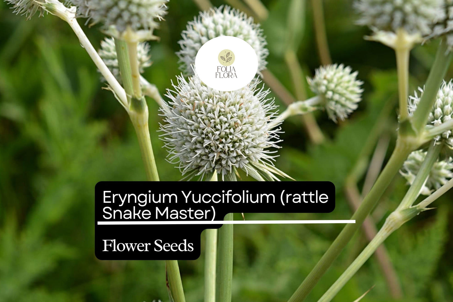 Rattlesnake Master Seeds 1g | Eryngium yuccifolium | Native Prairie Perennial, Drought-Tolerant, Pollinator-Friendly