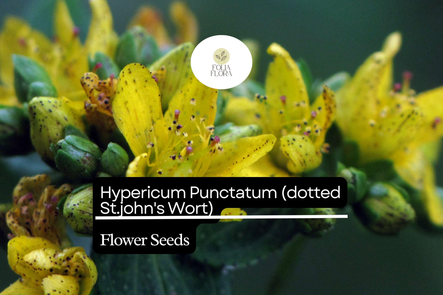 Dotted St. John's Wort Seeds 50mg - Hypericum Punctatum, Pollinator-Friendly Native Wildflower, Bright Yellow Flowers