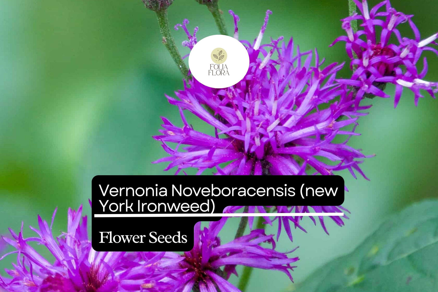 Vernonia Noveboracensis Seeds - 100 New York Ironweed Seeds, Pollinator-Friendly Wildflower, Bright Purple Blooms