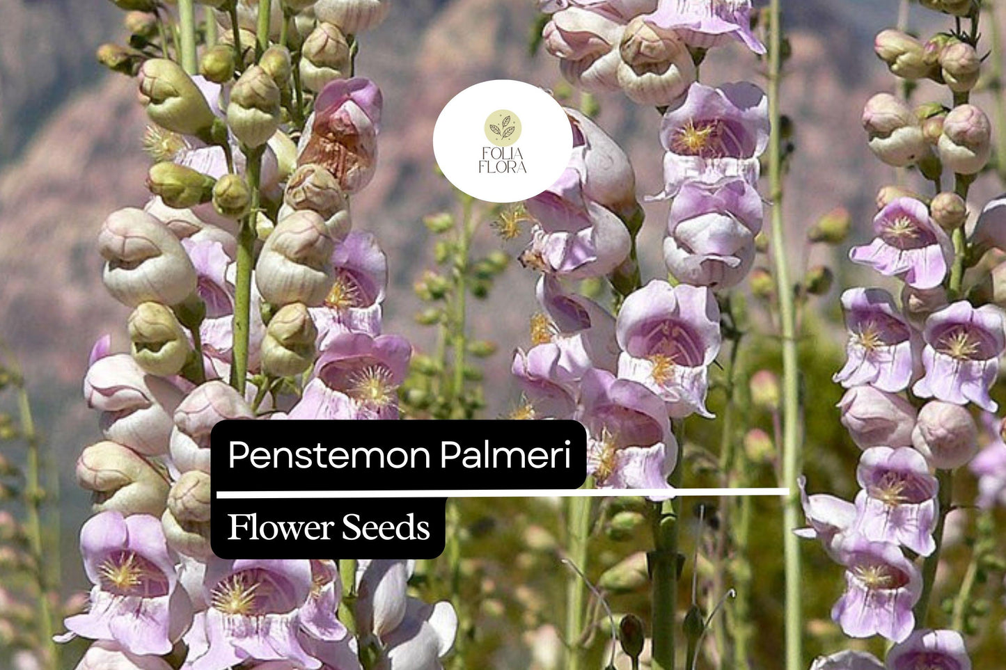 Palmer's Penstemon Seeds 100mg - Fragrant Desert Wildflower for Pollinator Gardens - Penstemon Palmeri