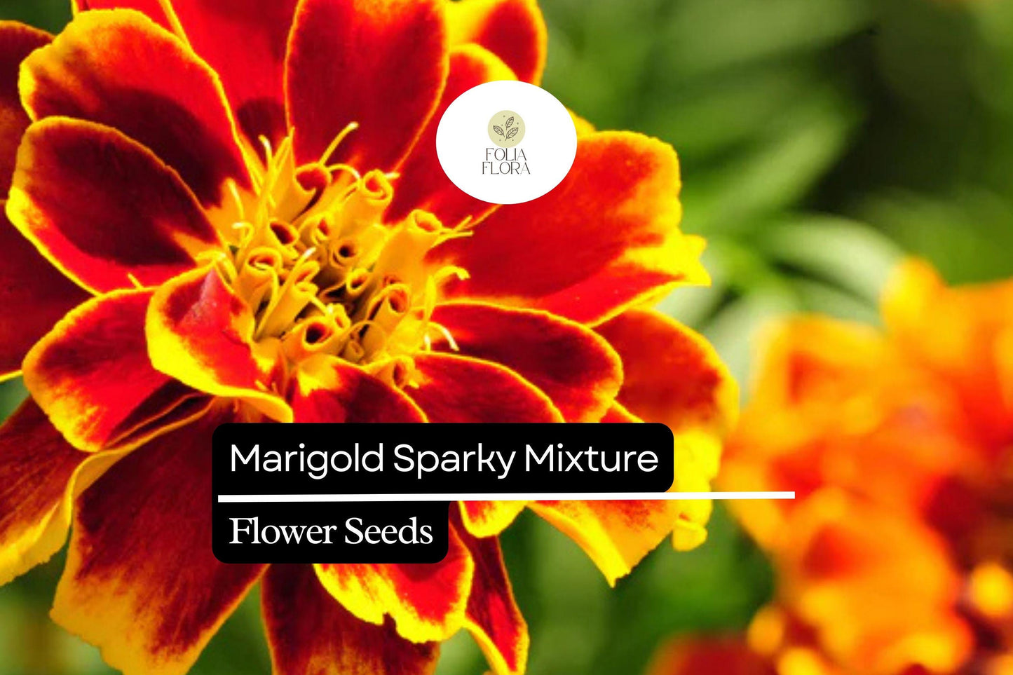 Sparky Mixture Marigold Seeds, 500mg, Bold Orange & Red Blooms, Tagetes patula, Heat-Tolerant, Pest Repellent Annuals
