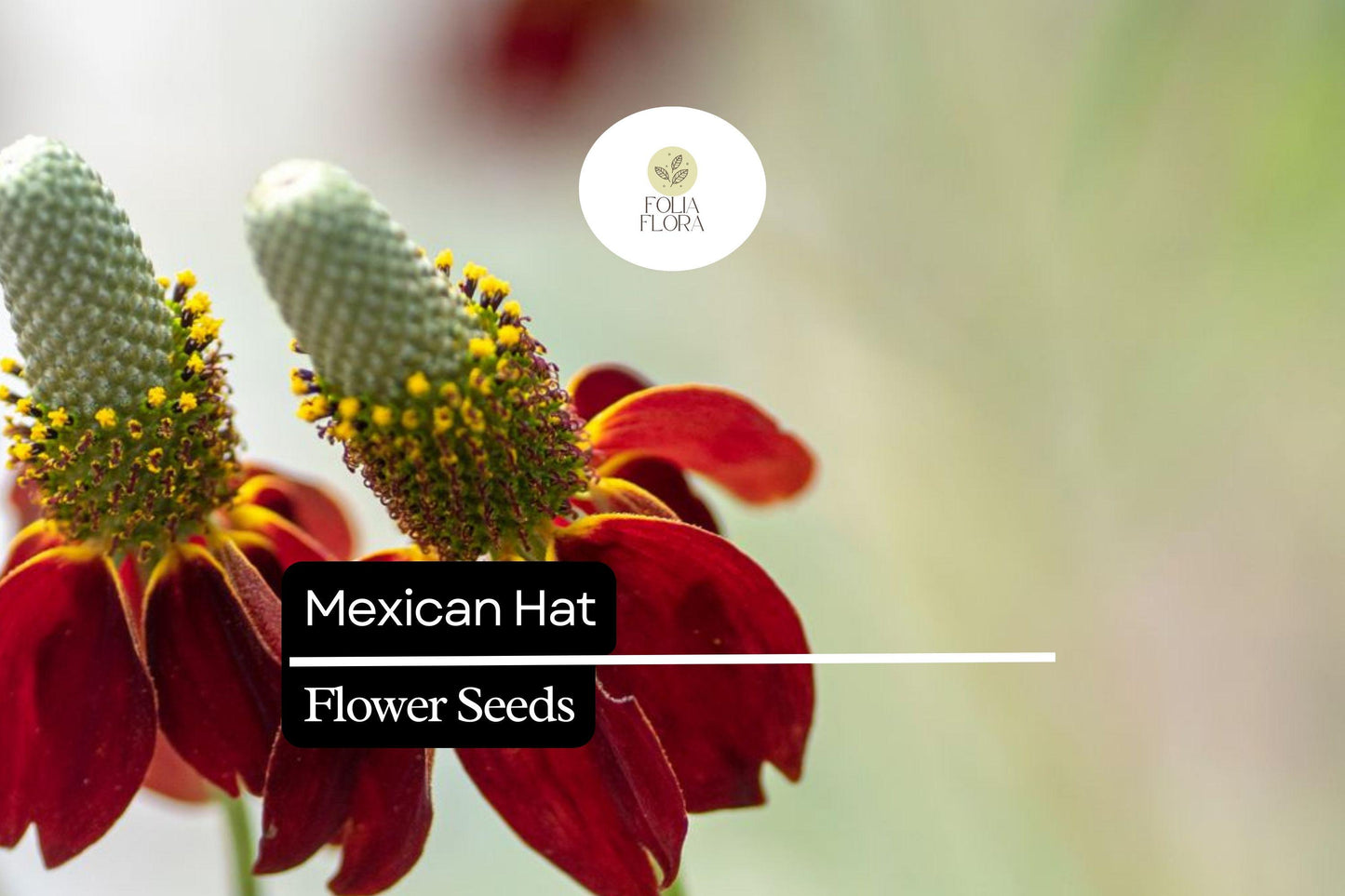 Mexican Hat Seeds 100mg, Drought-Tolerant Wildflower, Bold Red & Yellow Blooms, Ratibida columnifera, Pollinator-Friendly