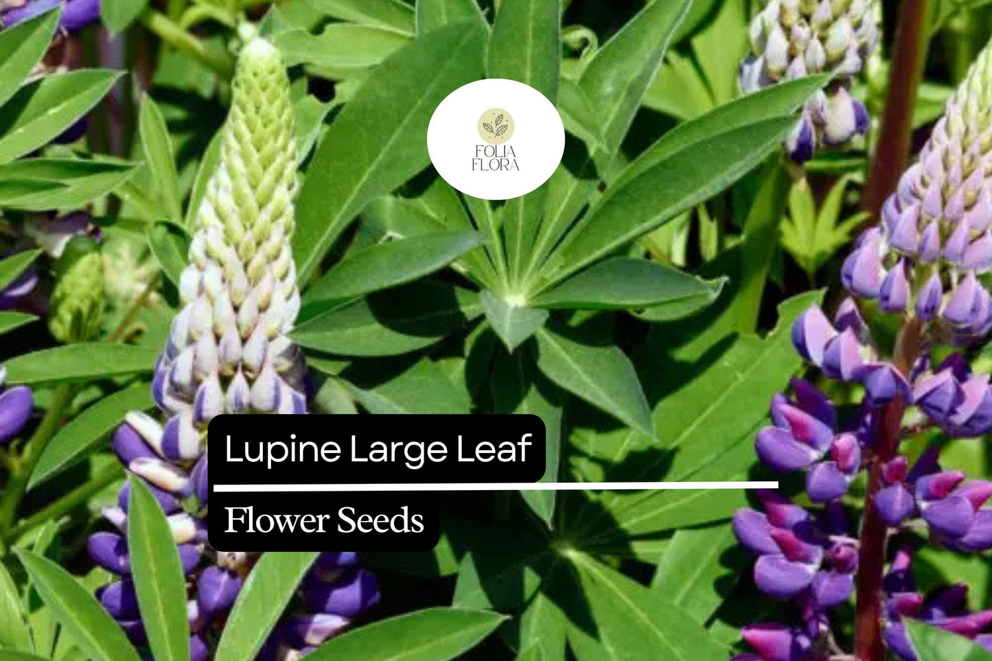 Large Leaf Lupine Seeds 500mg - Mixed Colors, Pollinator-Friendly Wildflower, Lupinus polyphyllus - Easy Grow Perennial