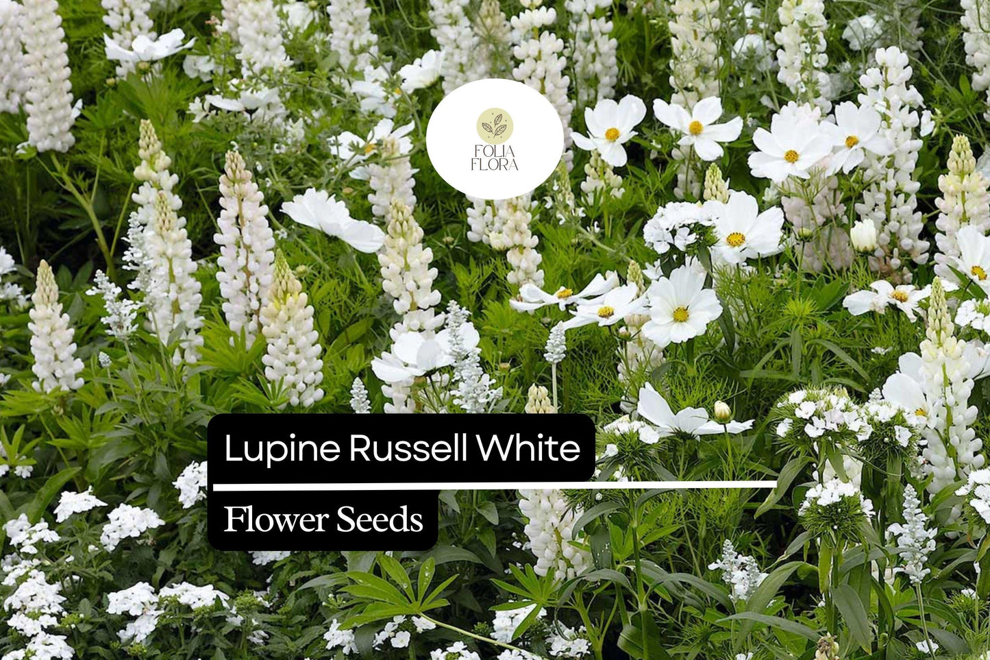 Lupine Seeds 500mg - Russell White Flowering Plant - Lupinus polyphyllus - Hardy Perennial for Pollinator Gardens