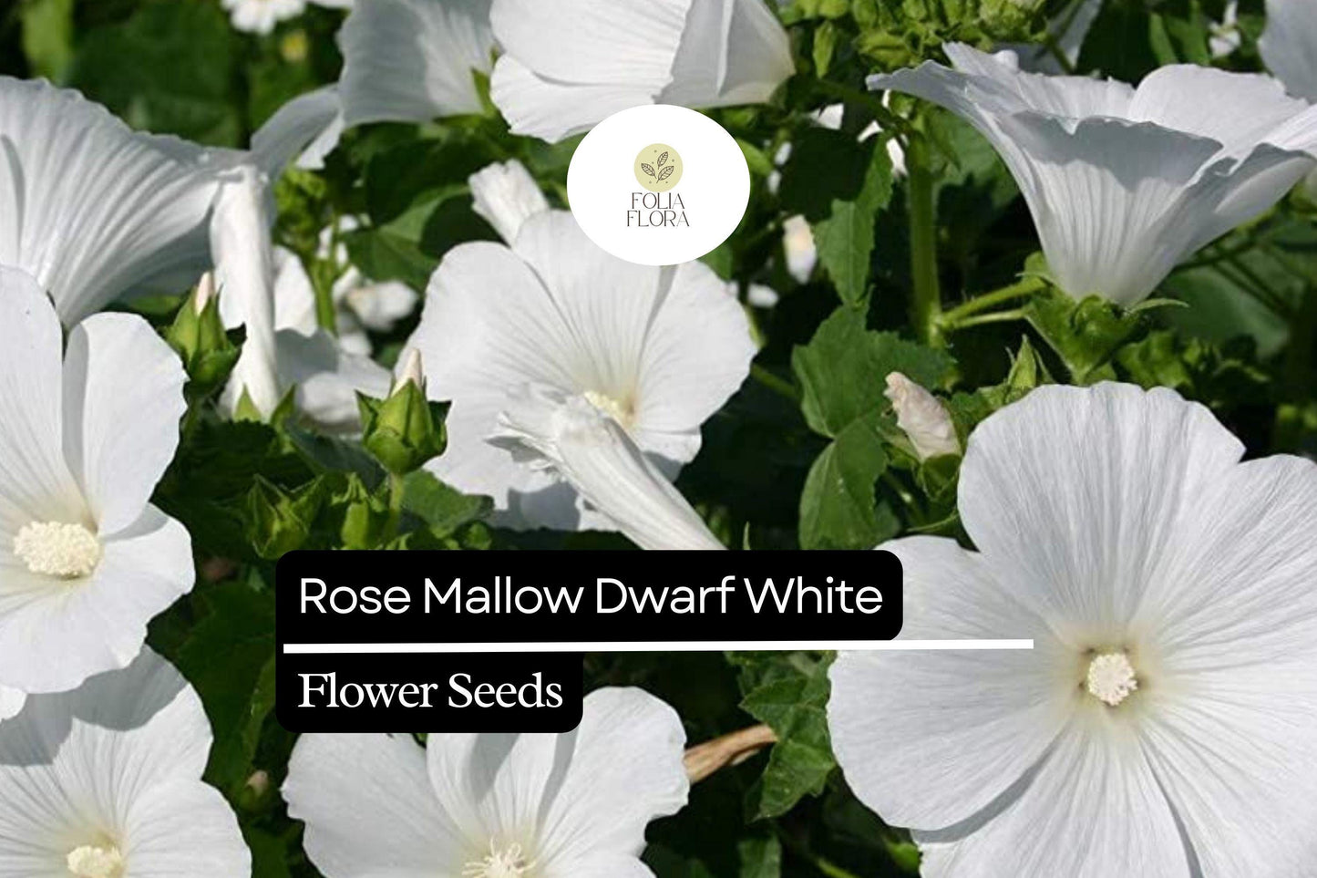 Dwarf White Rose Mallow Seeds 250mg - Compact Hardy Perennial Hibiscus moscheutos - Pollinator-Friendly Garden Blooms