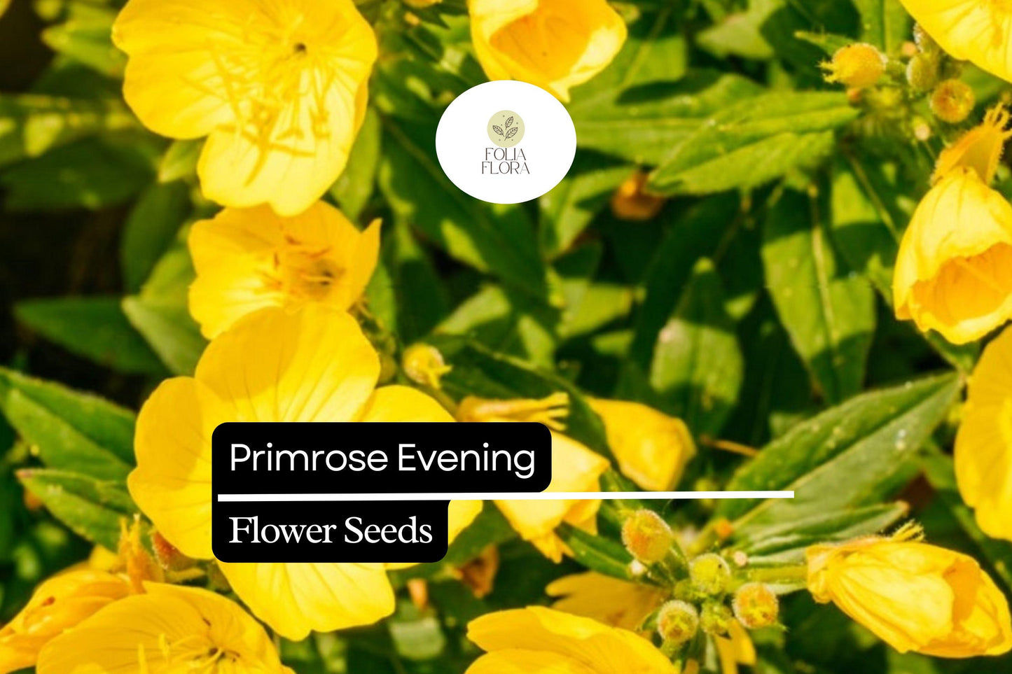 Evening Primrose Seeds 100mg - Bright Yellow Biennial Wildflower, Pollinator-Friendly (Oenothera biennis)