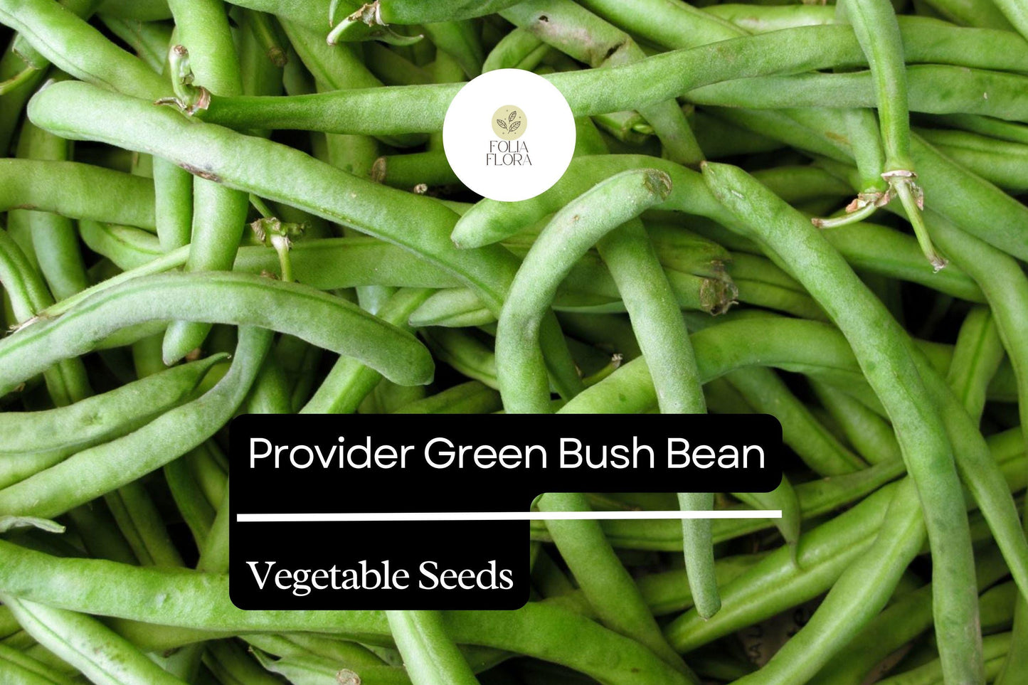 Provider Green Bush Bean Seeds - Heirloom Stringless Snap Beans (Phaseolus vulgaris) - 1/4 oz Packet for Home Gardening