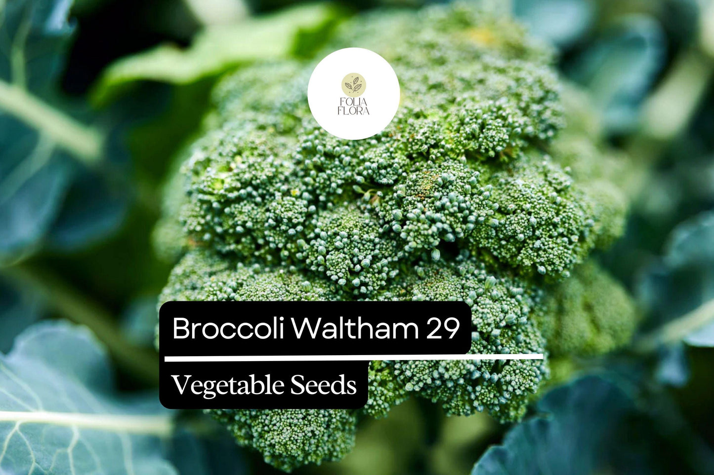 Broccoli Seeds 1g Packet - Waltham 29 Heirloom, Cold-Hardy (Brassica oleracea var. italica) for USDA Zones 3-10, High-Yield
