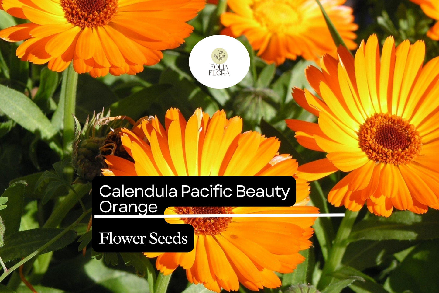Calendula Seeds - Edible Flower - Pacific Beauty Orange - Calendula officinalis - Bright Orange Blooms for Gardens & Containers