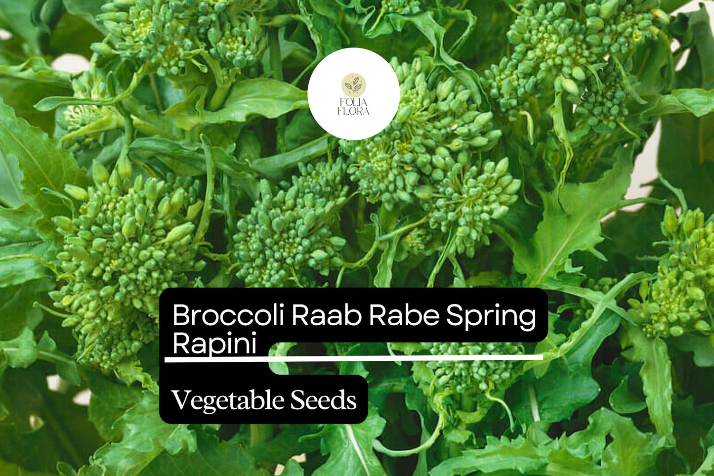 Broccoli Raab Seeds | 500mg Heirloom Spring Rapini | Brassica rapa subsp. rapa | Fast-Growing, Tender Greens for Cooking