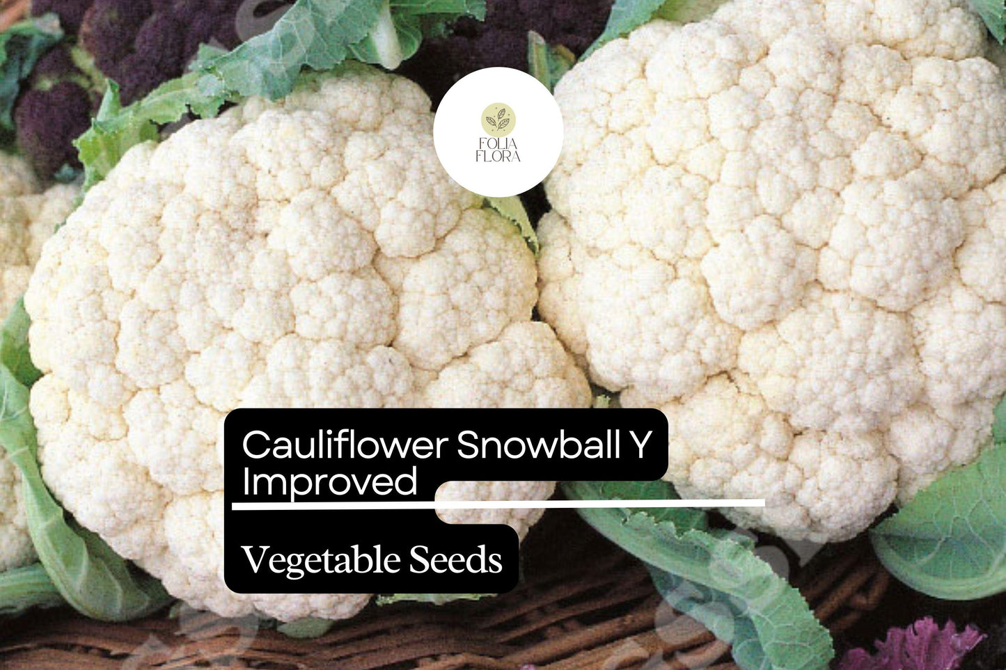 Snowball Y Improved Cauliflower Seeds | 500mg Heirloom, Non-GMO | Brassica oleracea | Compact White Heads, High Yield