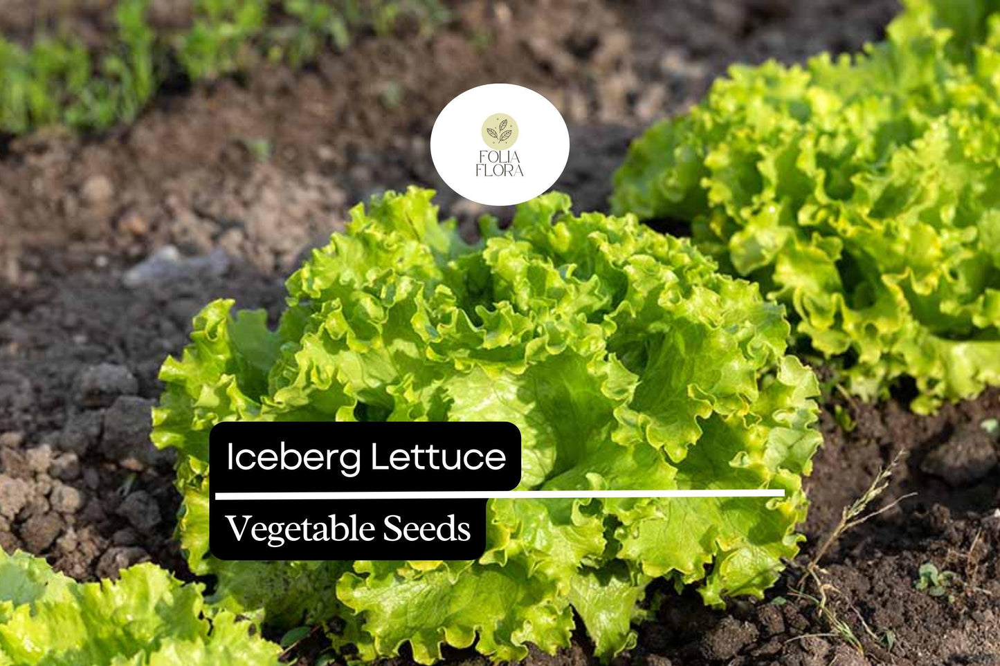 Iceberg Lettuce Seeds - 400 Count, Crisphead Variety, Lactuca sativa, Fresh & Crunchy for Salads, Easy to Grow