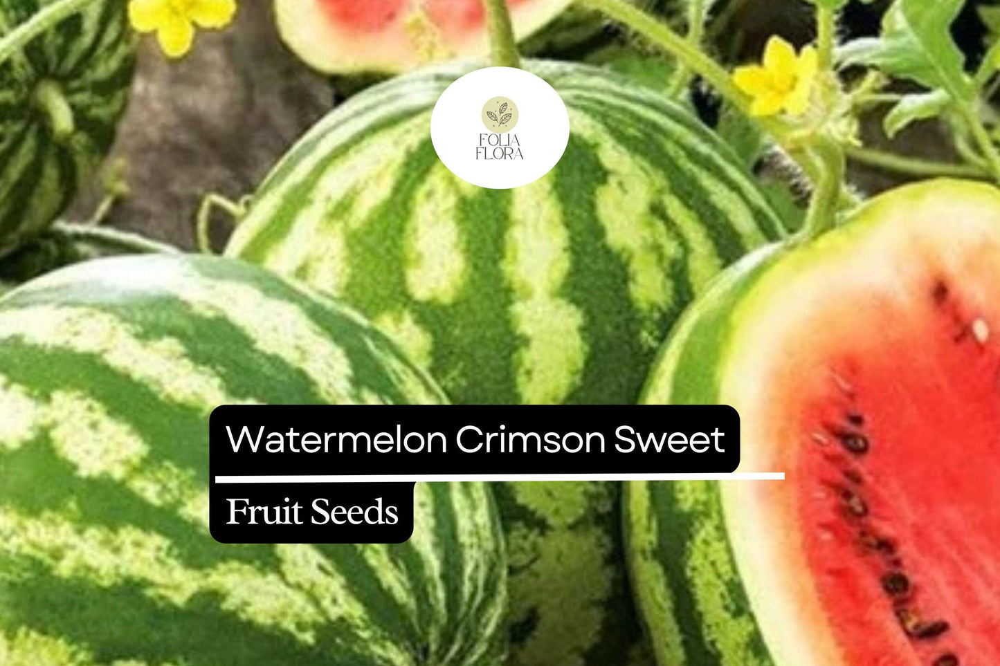 Crimson Sweet Watermelon Seeds - 25 Heirloom Seeds, Citrullus lanatus, Large Juicy Melons, Sweet Red Flesh, Easy to Grow