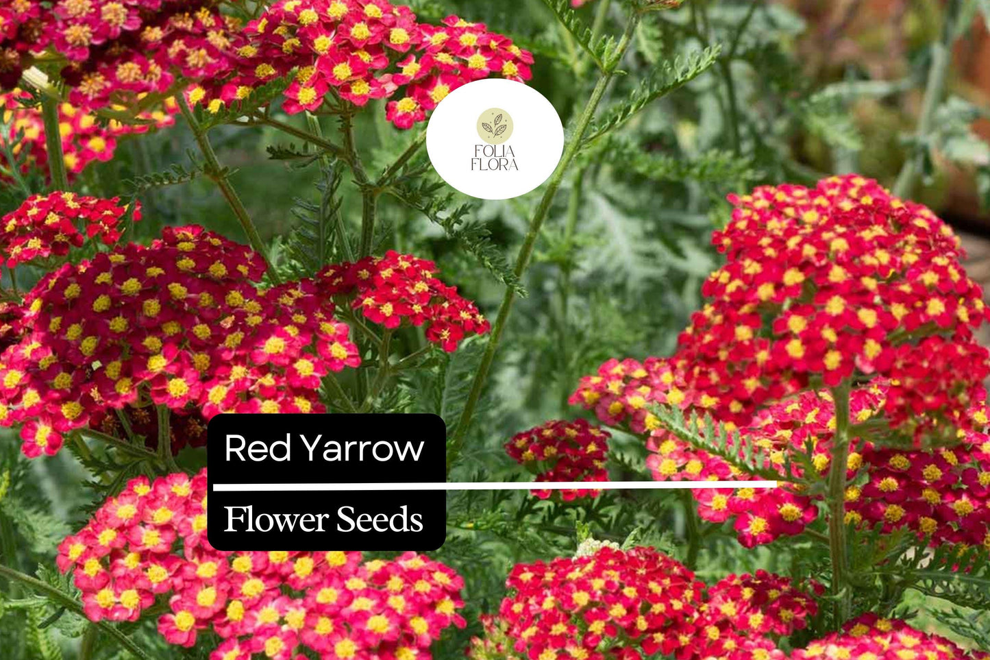Red Yarrow Seeds - 10000 Seeds, Vibrant Red Flowers, Drought-Tolerant Perennial, Achillea Millefolium, Pollinator-Friendly