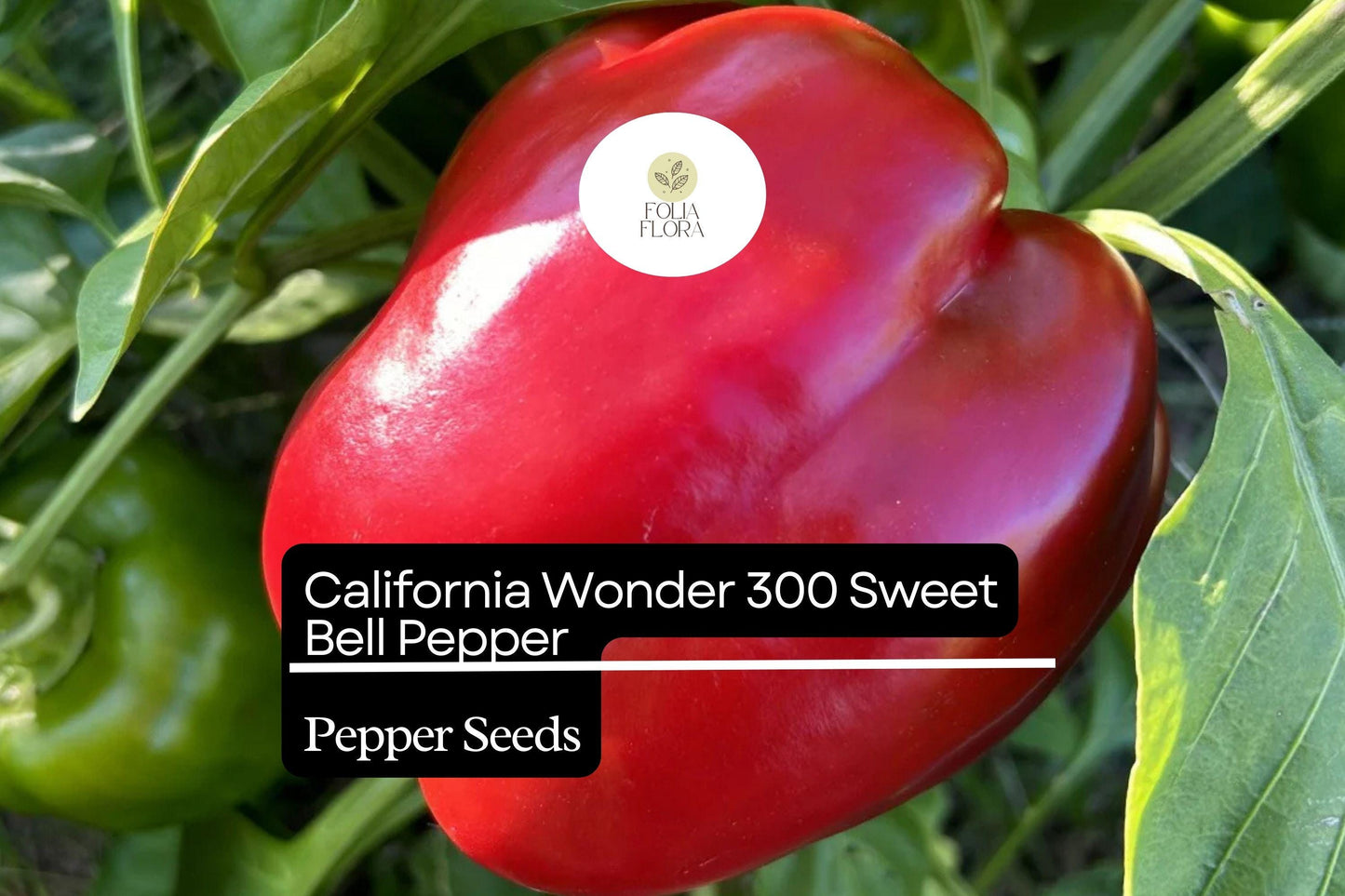 California Wonder Sweet Bell Pepper Seeds - 30 Heirloom Seeds - Capsicum annuum - Crisp, Sweet Flavor, Green to Red Peppers