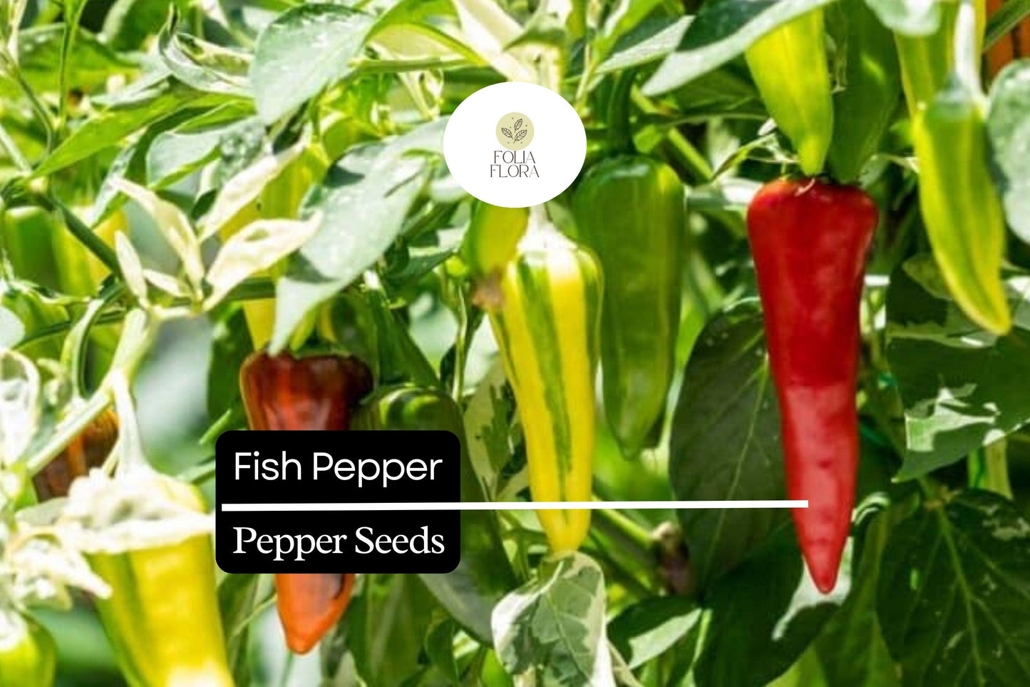 Fish Pepper Seeds - 10 Heirloom Seeds - Capsicum annuum - Unique Striped Variegated Hot Pepper for Culinary & Ornamental Use
