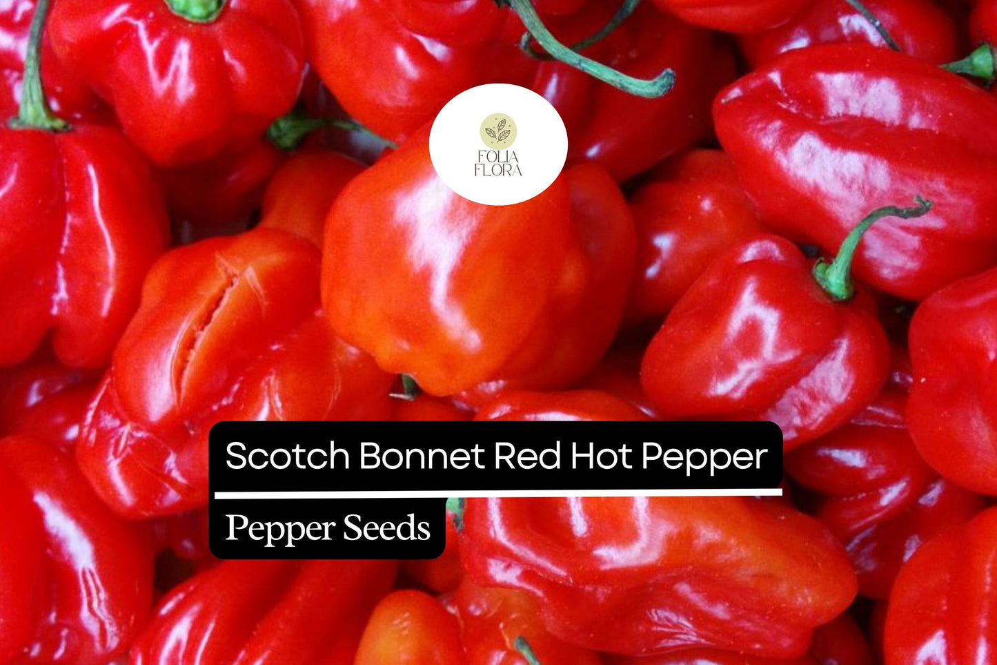 Red Scotch Bonnet Pepper Seeds - 20 Pack, Capsicum chinense, Spicy Caribbean Chili, Fruity Flavor, Ideal for Hot Sauces and Jerk Seasoning