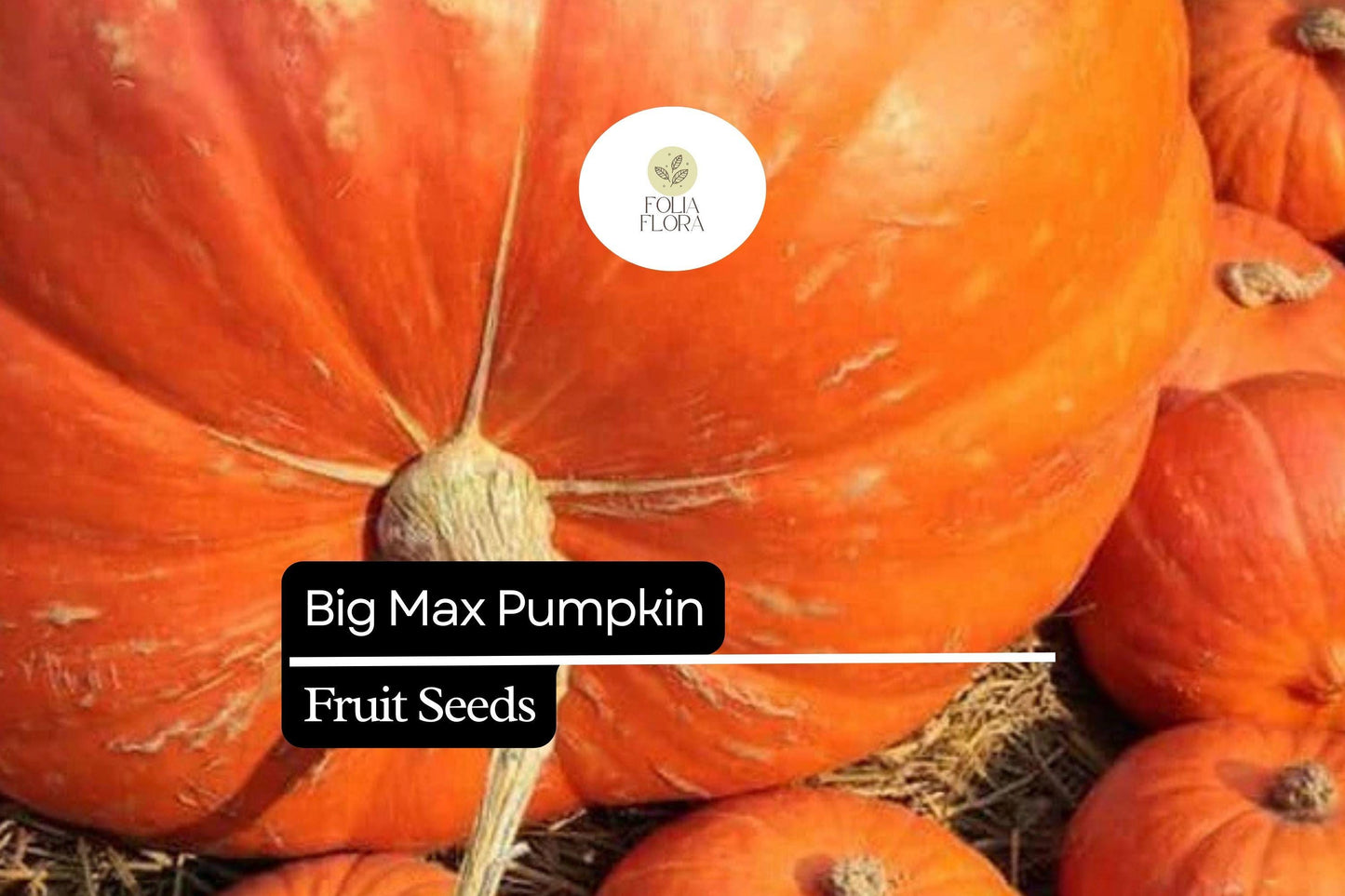 Big Max Pumpkin Seeds - Giant Orange Variety for Carving & Baking - Cucurbita maxima - Perfect for Fall Decorations