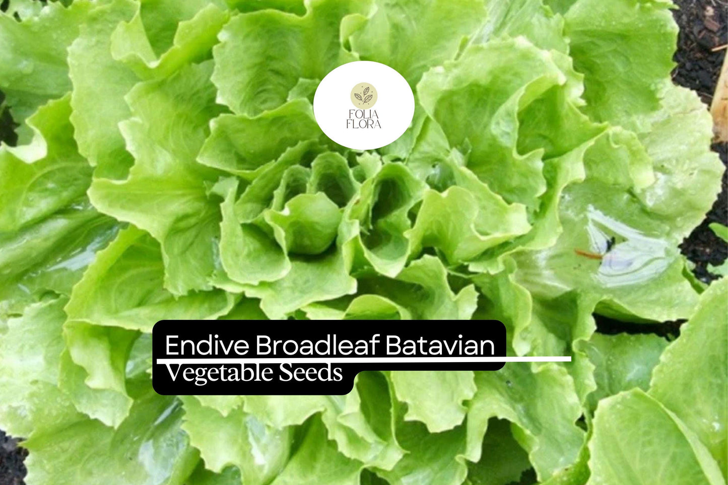 Endive Seeds 1g Heirloom Broadleaf Batavian Cichorium endivia | Cold-Hardy Salad Green with Tender Leaves for Fresh Salads