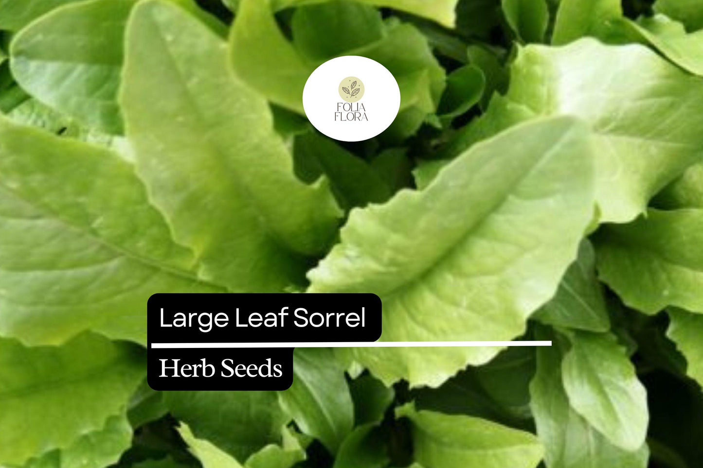 Large Leaf Sorrel Seeds - 400 Count - Rumex acetosa - Nutritious Perennial Herb for Culinary Use - Fast-Growing Fresh Greens