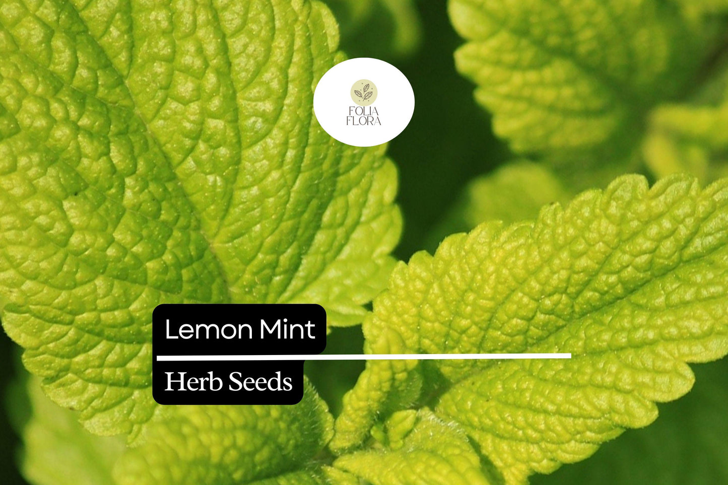 Lemon Mint Seeds - Fragrant Culinary Herb for Tea & Cooking - Monarda citriodora - Pollinator-Friendly with Lavender Blooms