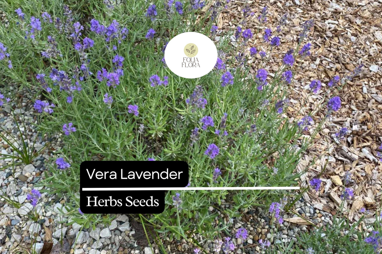 Vera Lavender Seeds 100mg | Fragrant Perennial Herb, Heirloom, Non-GMO, Pollinator-Friendly, Lavandula angustifolia 'Vera'