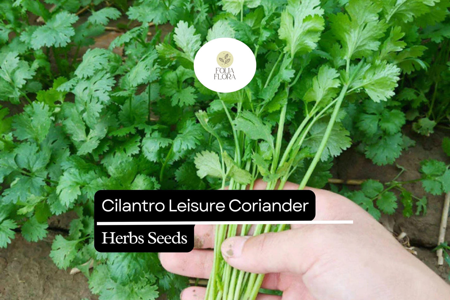 Cilantro Seeds 1g | Non-GMO Heirloom Coriander (Coriandrum sativum) | Fast-Growing, Aromatic Leaves & Seeds, Slow-Bolting
