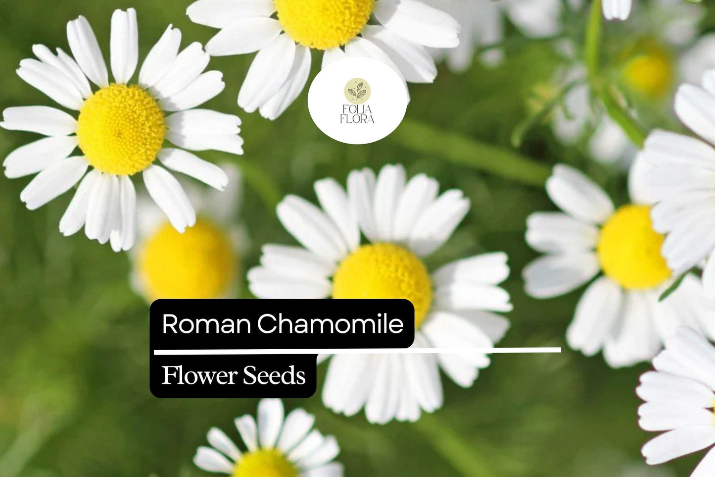 2000 Roman Chamomile Seeds - Fragrant Tea Herb Ground Cover - Chamaemelum nobile - Drought-Tolerant Perennial with Daisy Flowers