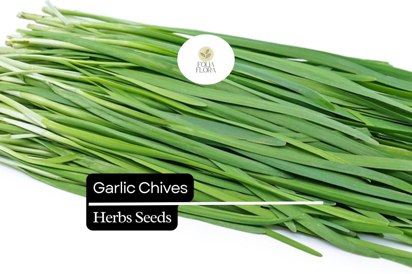 Garlic Chives Seeds 300mg | Heirloom Allium tuberosum | Pollinator-Friendly Culinary Herb | Low-Maintenance Green Leaves