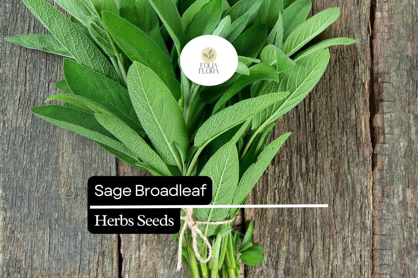 300mg Sage Broadleaf Seeds | Aromatic Culinary Herb | Salvia officinalis | Heirloom Non-GMO | Drought-Tolerant Gardening