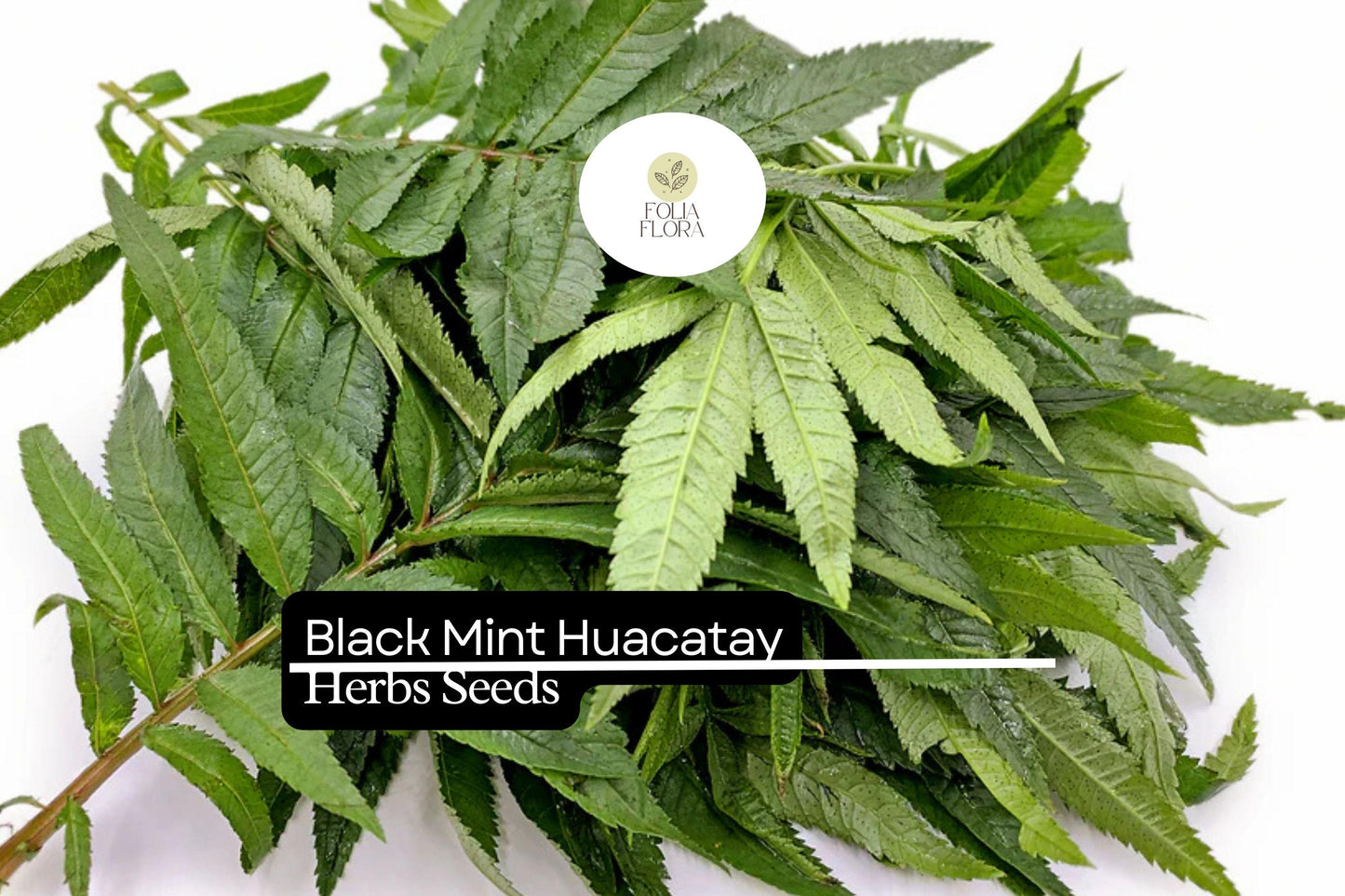 Black Mint Seeds 100mg | Huacatay (Tagetes minuta) | Aromatic Culinary Herb | Eco-Friendly, Non-GMO, Pollinator-Attracting