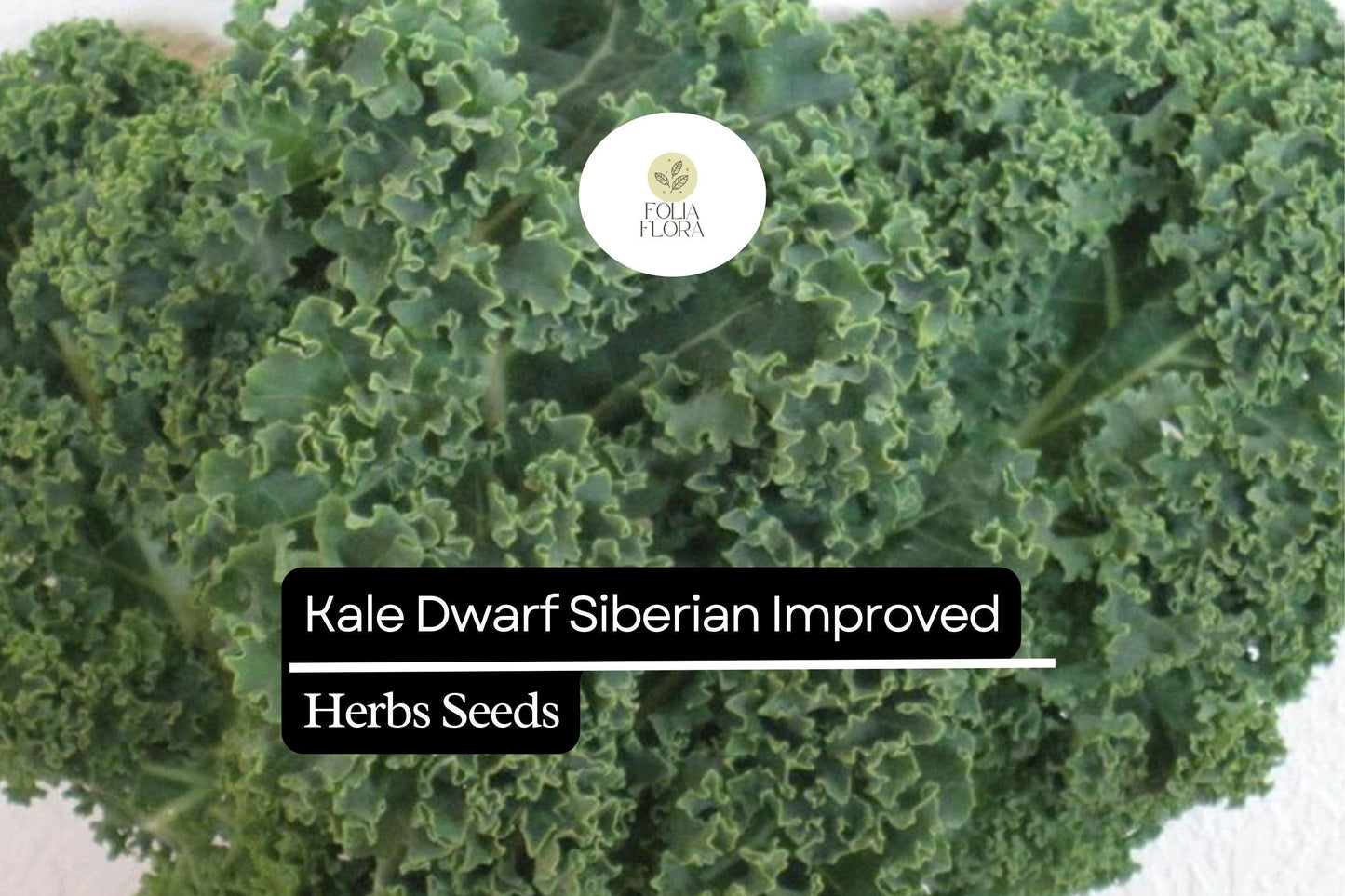 Dwarf Siberian Kale Seeds | 1g Packet | Cold-Hardy, Heirloom, Frost-Tolerant | Brassica oleracea