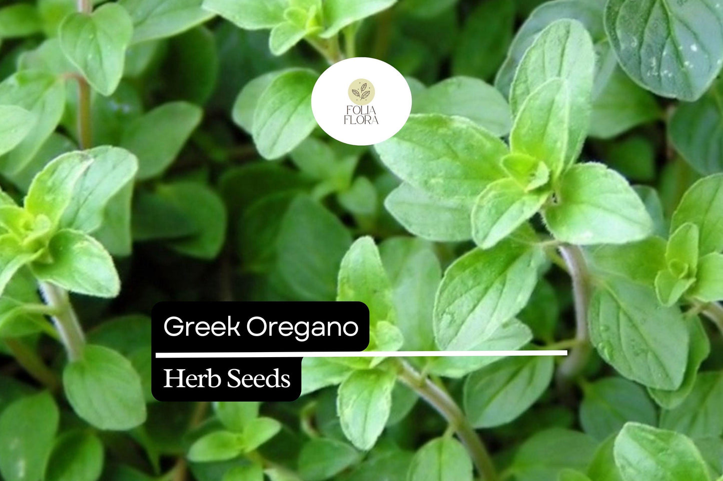 Greek Oregano Seeds - 2000 Seeds - Aromatic Culinary Herb - Origanum vulgare subsp. hirtum - Mediterranean Flavor for Gardens