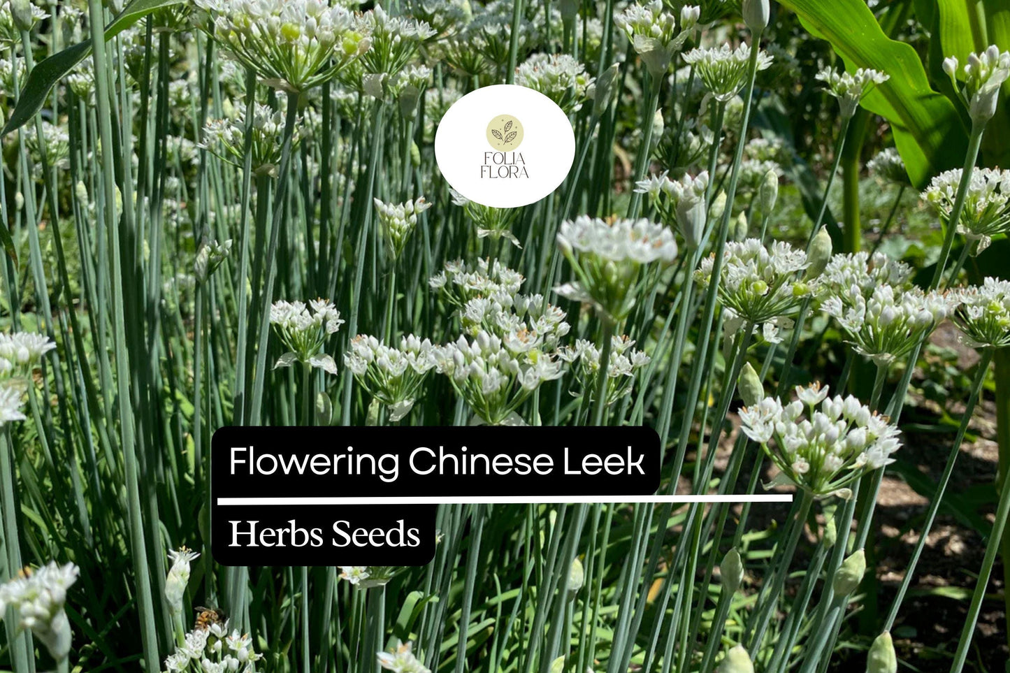 Flowering Chinese Leek Seeds 250mg | Edible Greens & Flowers | Heirloom Garlic Chives | Allium tuberosum | Non-GMO