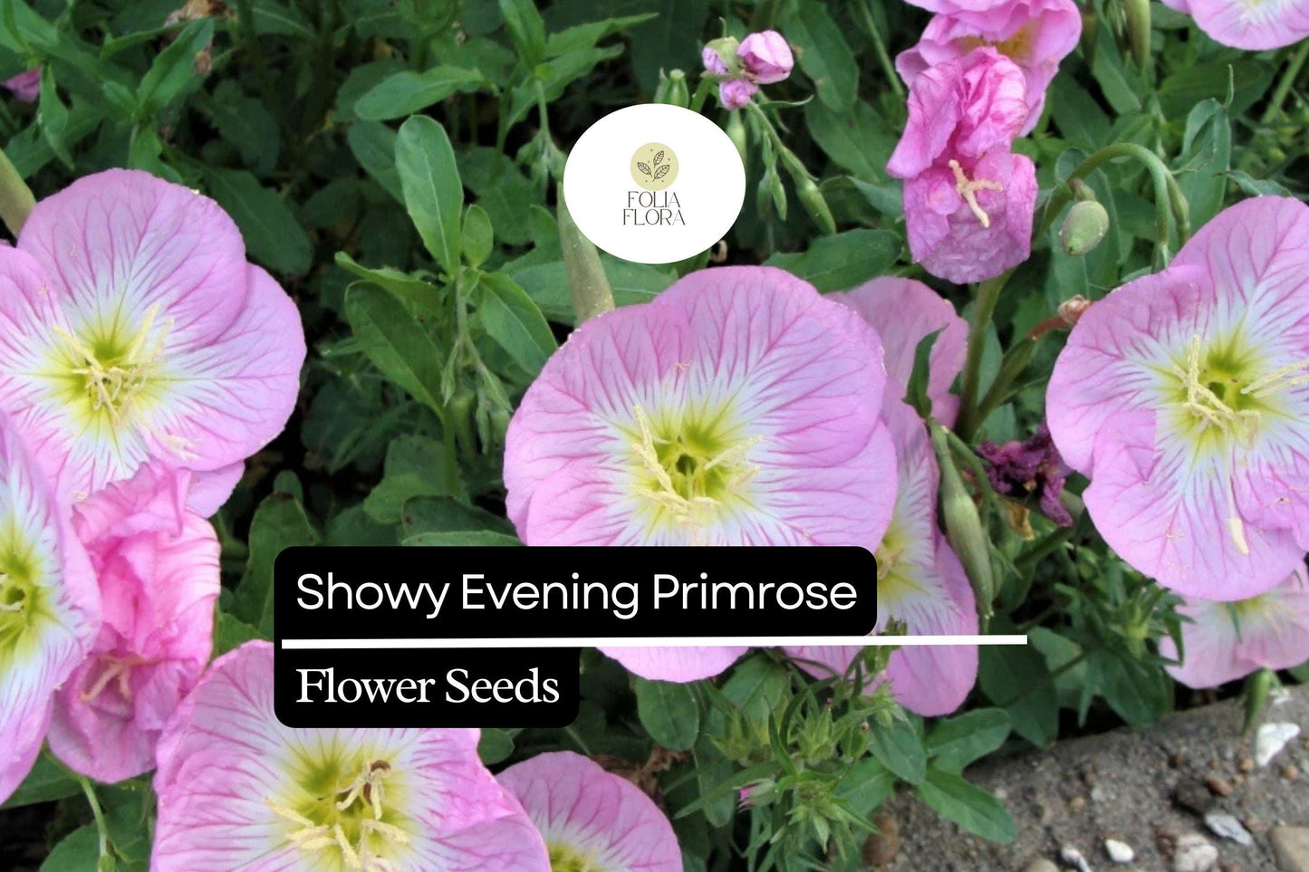 Showy Evening Primrose Plant, Pink Perennial Wildflower, Oenothera Speciosa, Drought-Tolerant Ground Cover, Pollinator-Friendly