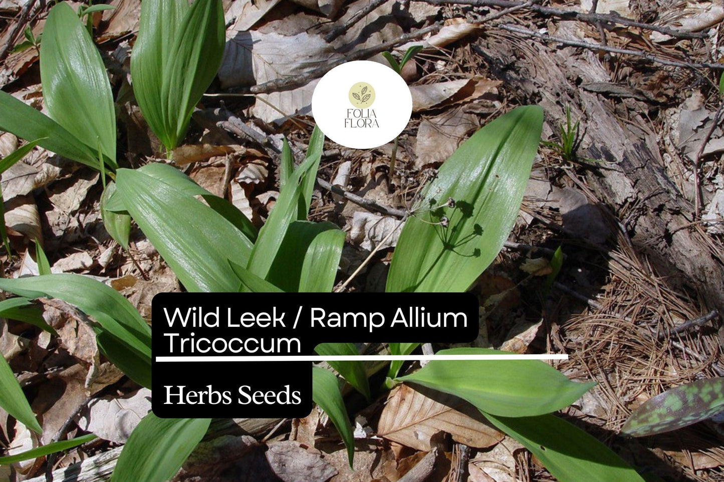 Wild Leek Seeds | 10 Heirloom Ramps | Allium tricoccum | Gourmet Onion-Garlic Flavor | Perennial Herb for Edible Gardens