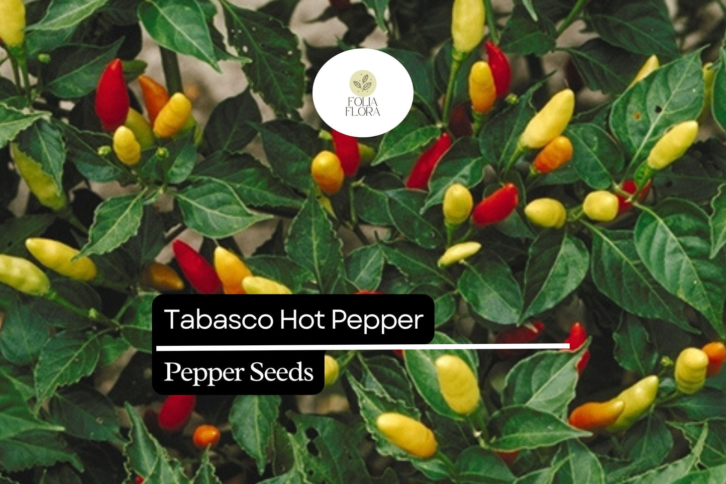 Tabasco Pepper Seeds - 30 Count - Hot & Spicy Variety - Capsicum frutescens - Ideal for Sauces & Garden Containers