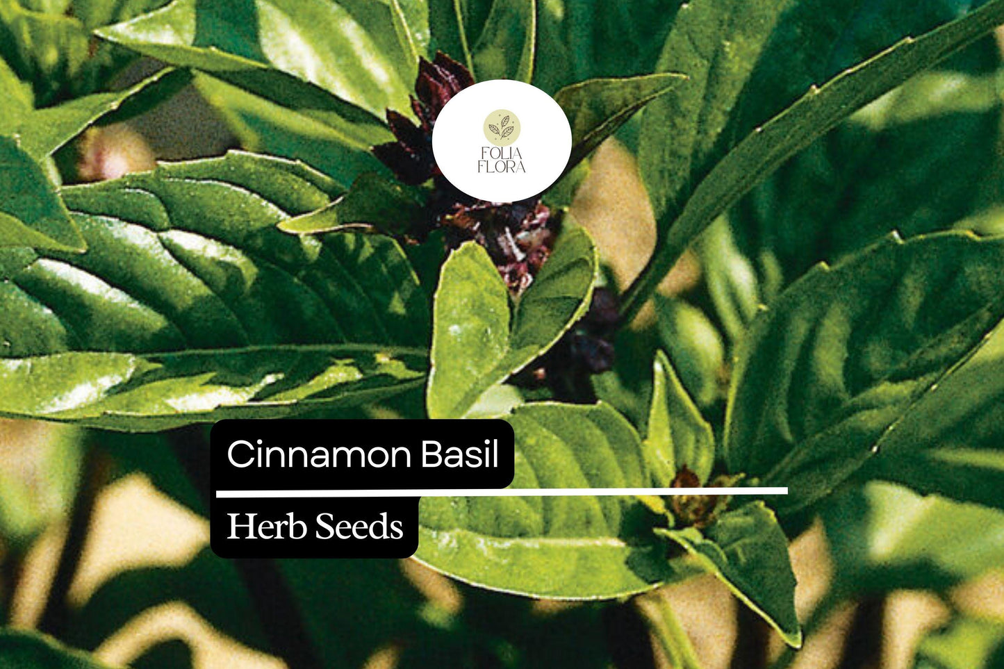 Cinnamon Basil Seeds - 1200 Seeds Ocimum Basilicum - Aromatic Herb with Sweet Cinnamon Flavor - Pollinator-Friendly Culinary Herb