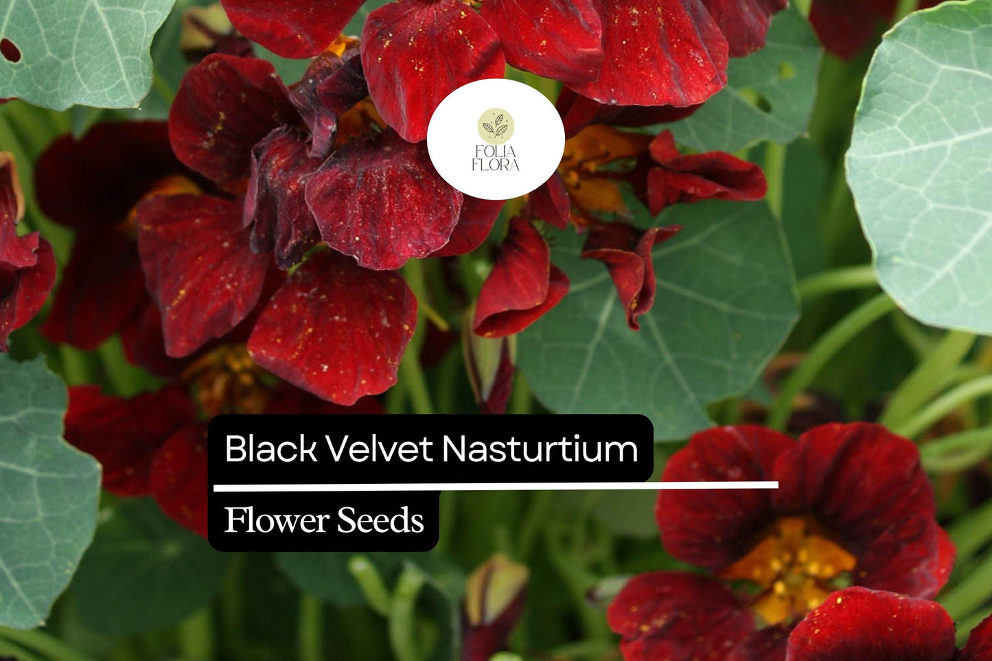 Black Velvet Nasturtium Seeds – Edible Deep Maroon Heirloom Flower (Tropaeolum majus) for Gardens, Containers, and Pollinator Attraction