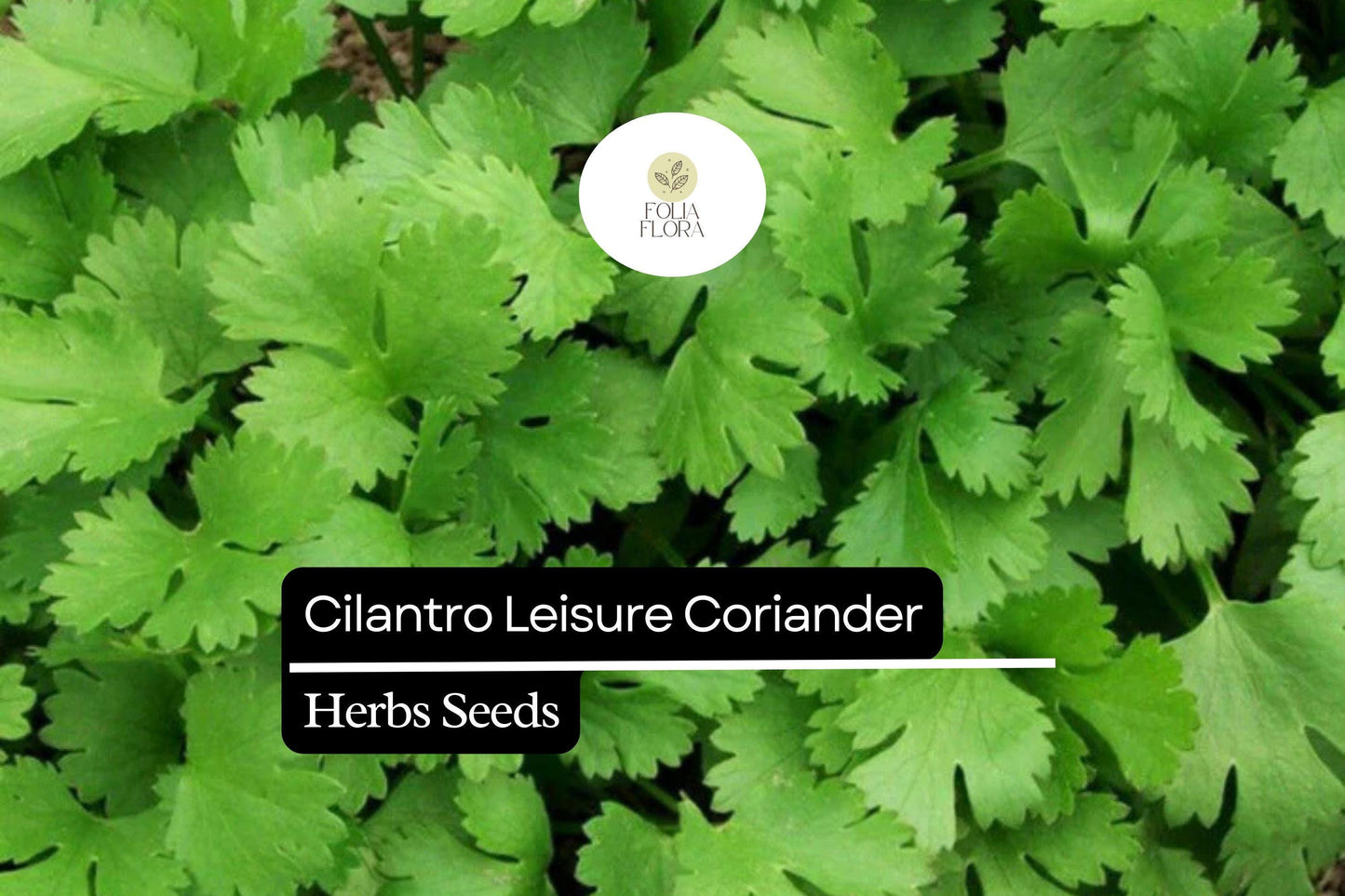 Cilantro Seeds 125 Count - Leisure Variety, Bright Green Leaves, Coriandrum Sativum, Aromatic Herb for Cooking & Garnish
