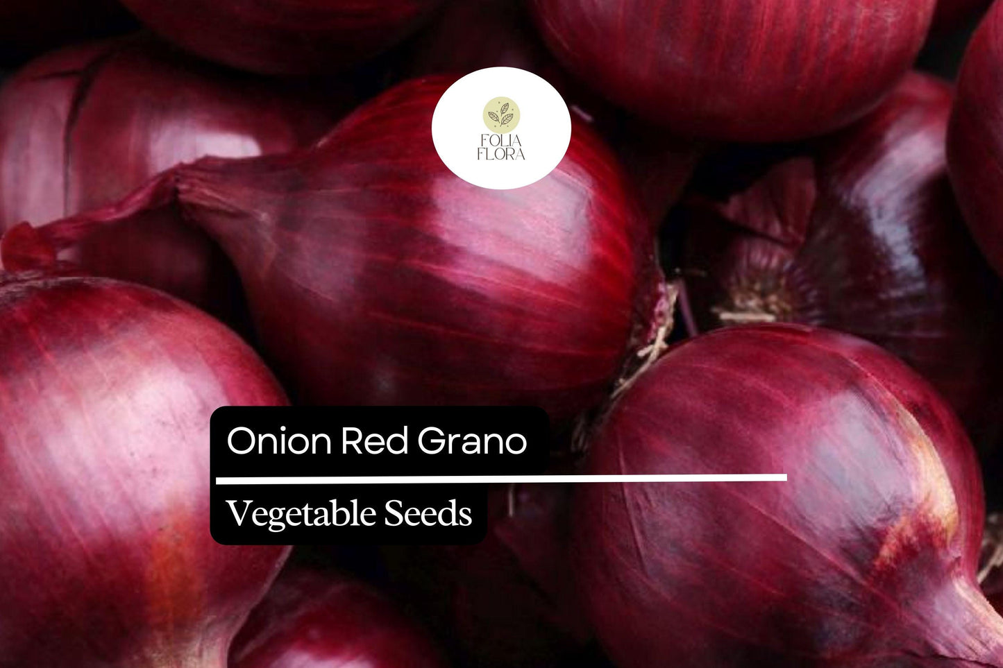 Red Grano Onion Seeds - 200 Count - Sweet Mild Flavor - Allium cepa - Perfect for Salads & Cooking - Easy to Grow